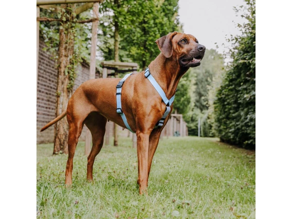 Großer brauner Hund mit Outdoor Führgeschirr in Taupe/Blau