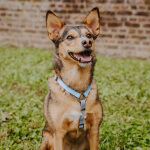 Kleiner Hund von vorne mit Outdoor Führgeschirr Taupe-Blau