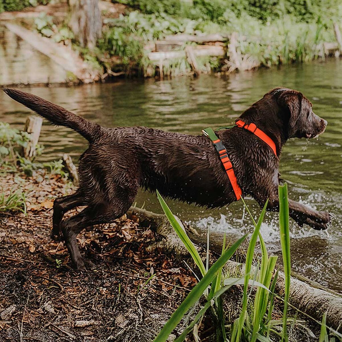 Lead harness - Outdoor FLEX - 5-way adjustable with handle - neon orange/green - Image 8