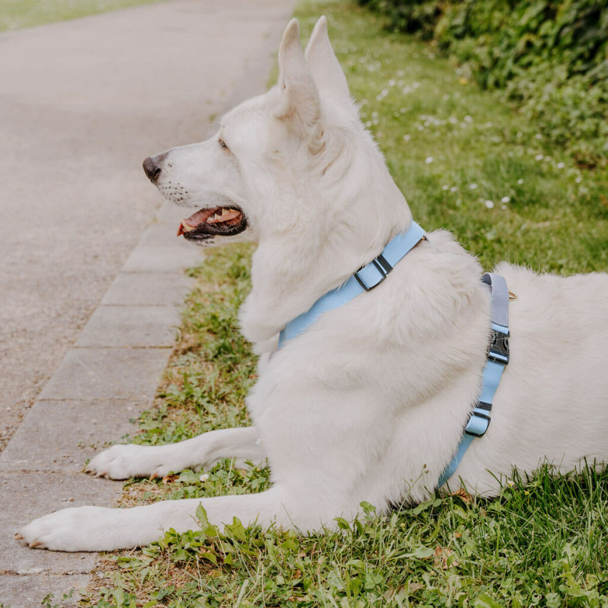 Weißer Schäferhund seitlich mit Outdoor Führgeschirr in Taupe-Blau