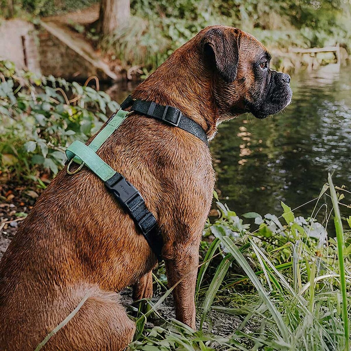 Lead harness - Outdoor FLEX - 5-way adjustable with handle - Black/Mint - Image 6