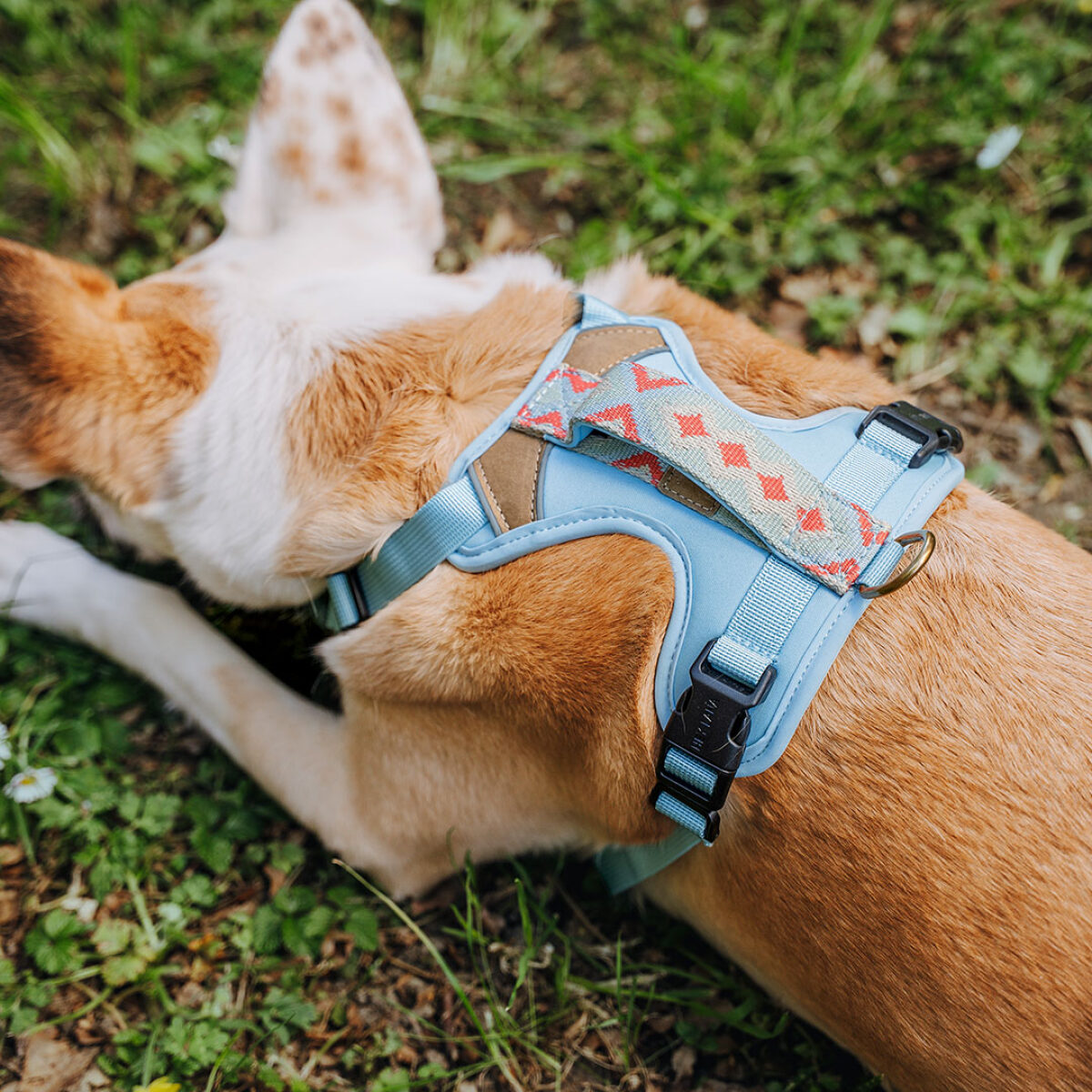 Premium Hundegeschirr Gepolstert - Coral/Blau – Bild 5
