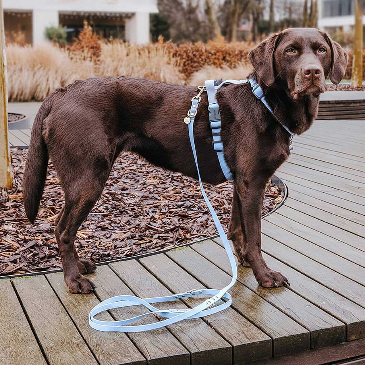 Lead harness - Outdoor FLEX - 5-way adjustable with handle - Taupe/Blue - Image 9