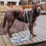 Lead harness - Outdoor FLEX - 5-way adjustable with handle - Taupe/Blue - Image 9