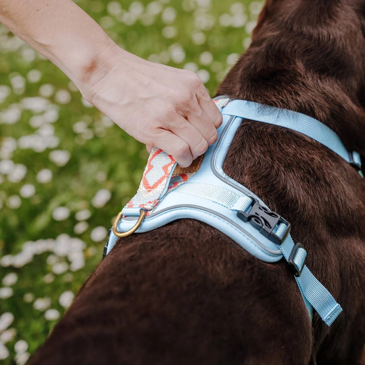 Nahaufnahme Geschirr Coral Blau mit Haltegriff