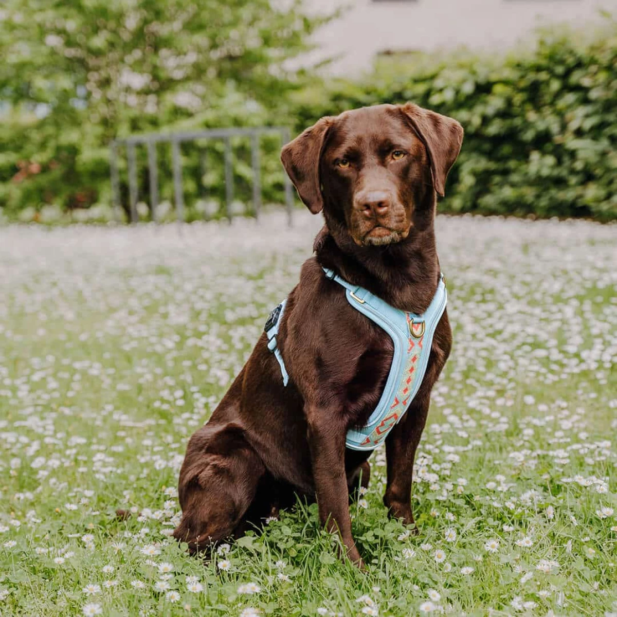 Brauner Hund sitzt mit Geschirr Coral Blau