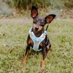 Mini Hund in XS Geschirr in Coral Blau sitzend von vorne