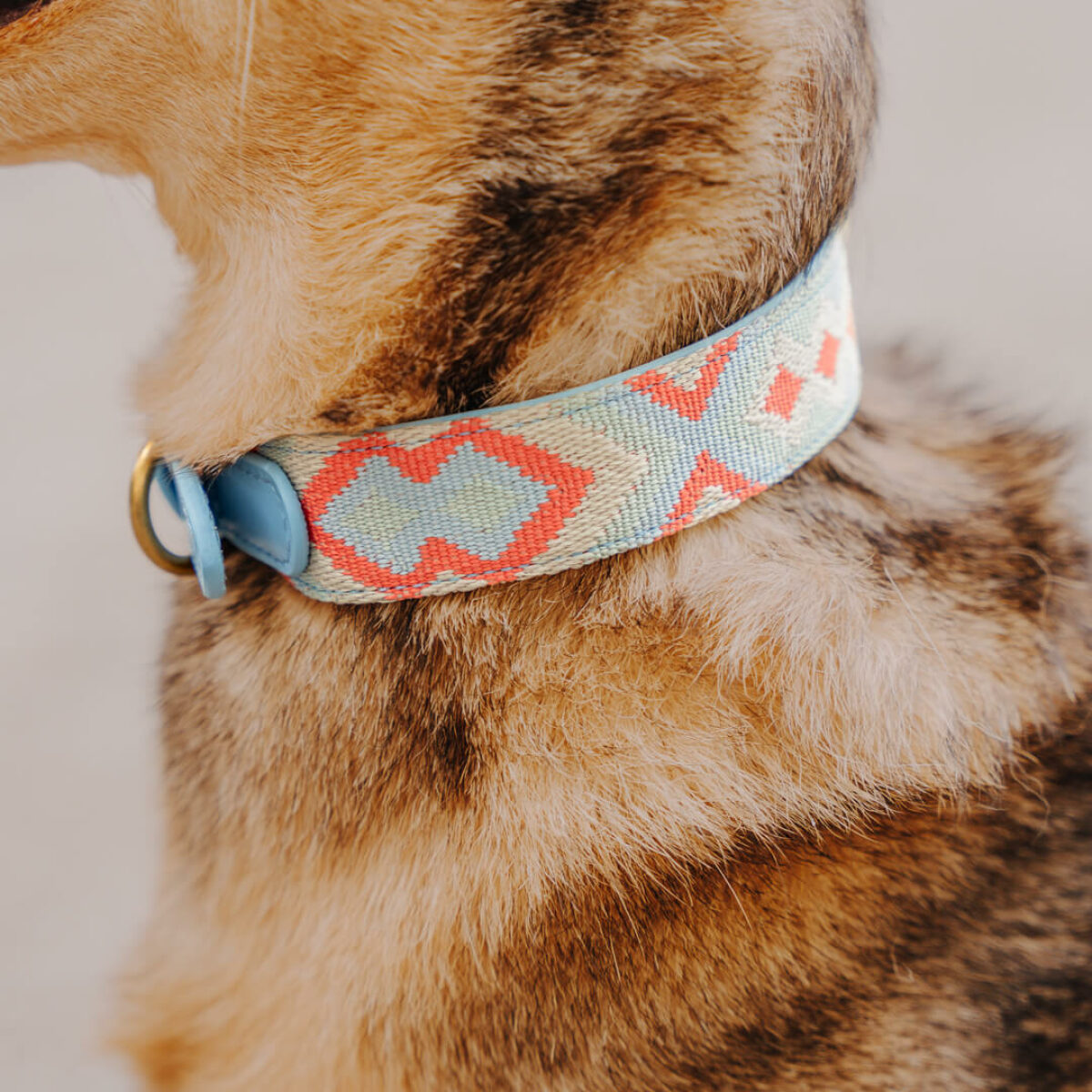 Kleiner Hund mit Halsband nah in Coral-Blau