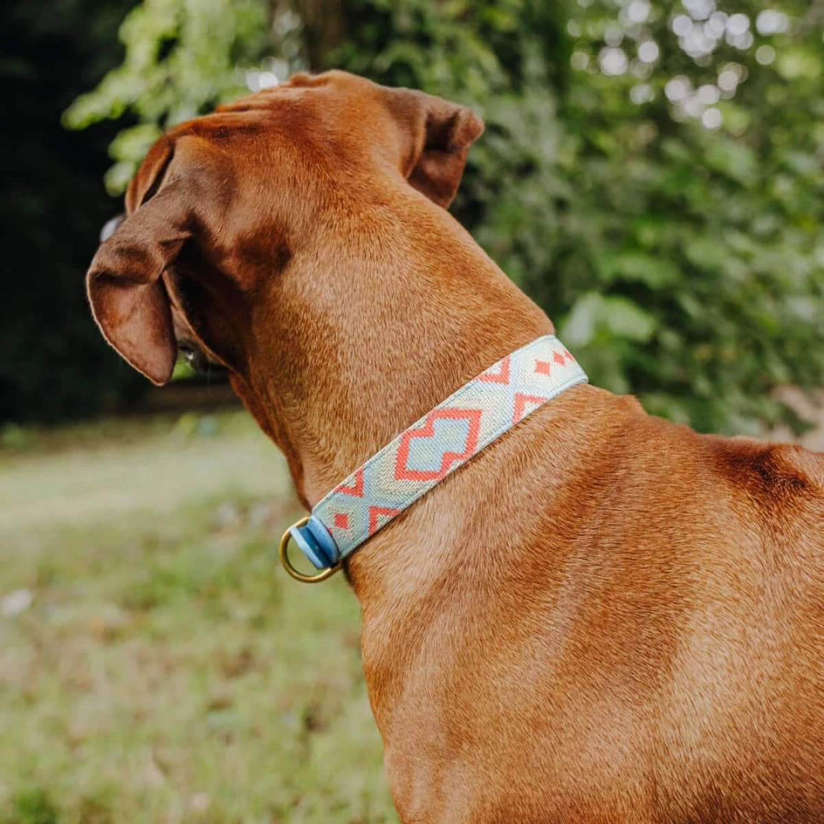 Brauner Hund mit Tres Chic Halsband in Coral Blau