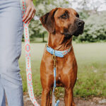 Mensch mit Hund und Halsband und Leine in Coral-Blau