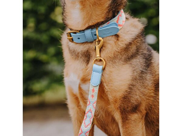 Dog with Tres Chic collar in coral blue and lead