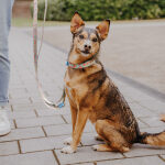 Kleiner Hund mit XS Leine Coral-Blau