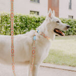 Weißer Schäferhund mit Halsband und Leine in Coral-Blau