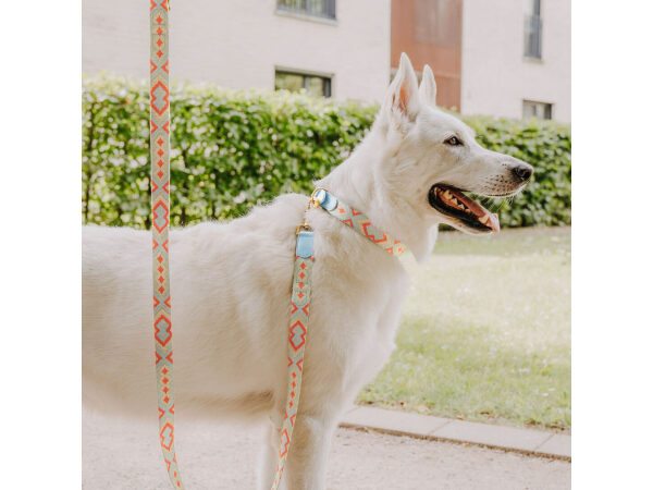 Weißer Schäferhund mit Halsband und Leine in Coral-Blau