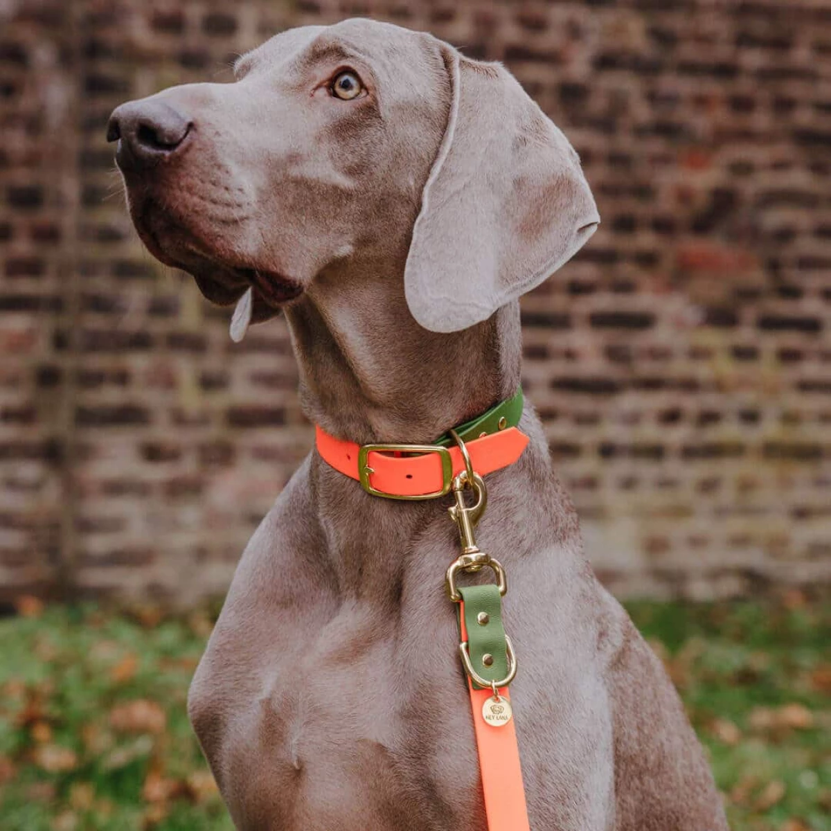 Führleine Outdoor FLEX, Halsband – Neon-Orange/Grün Detail