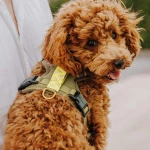 Premium padded dog harness - olive green/neon yellow - Image 3