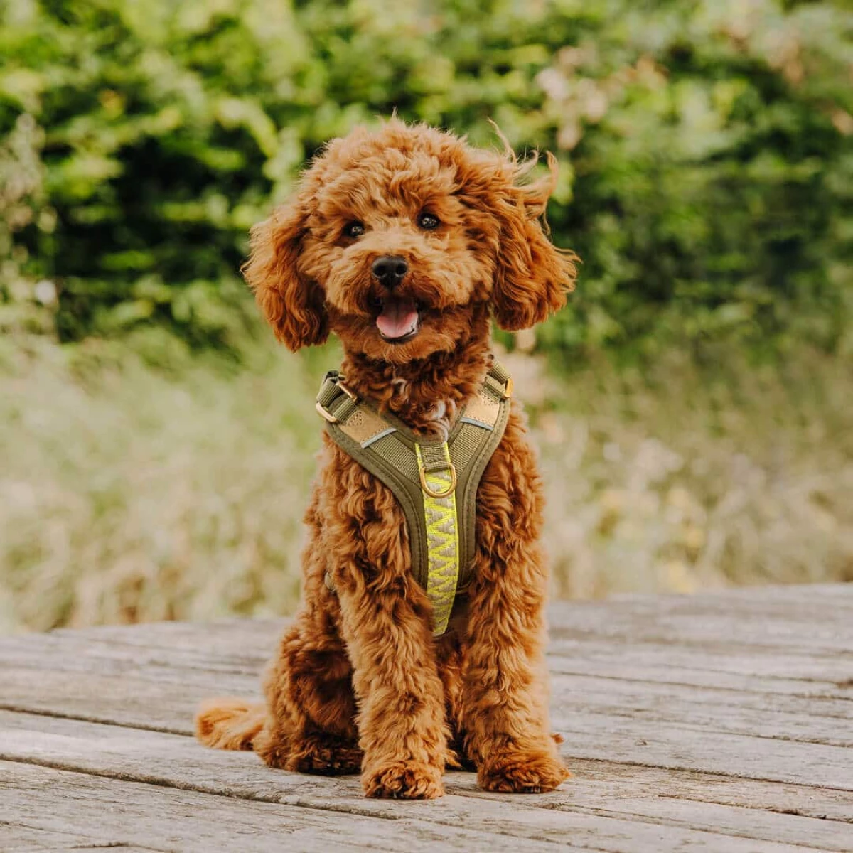 Premium padded dog harness - olive green/neon yellow - Image 5