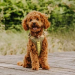 Premium padded dog harness - olive green/neon yellow - Image 5