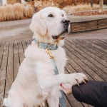 Premium Hundehalsband, Leine Gepolstert - Anthrazit/Eisblau