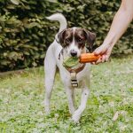 Dog toy - Carotty
