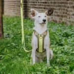 Premium padded dog harness - olive green/neon yellow