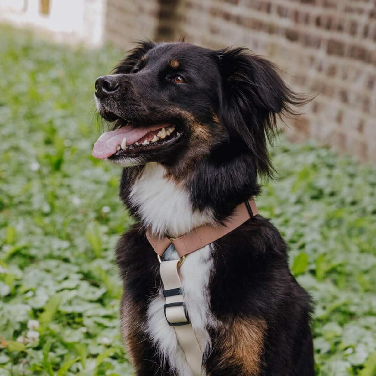 Lead harness - Outdoor FLEX - 5-way adjustable with handle - Mocca/Mousse - Image 3