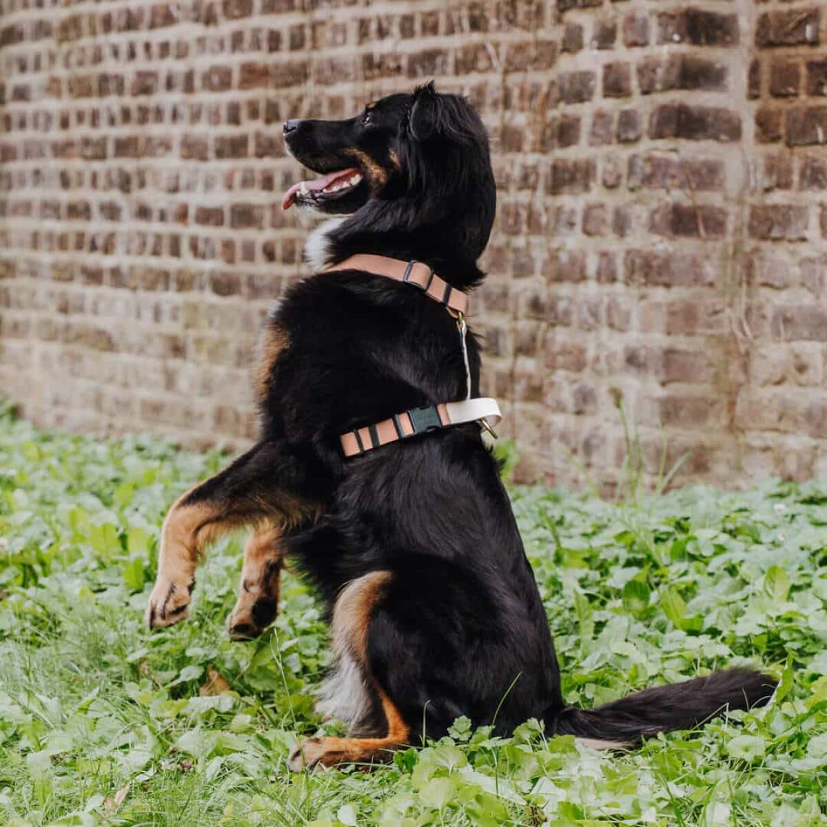 Lead harness - Outdoor FLEX - 5-way adjustable with handle - Mocca/Mousse - Image 1