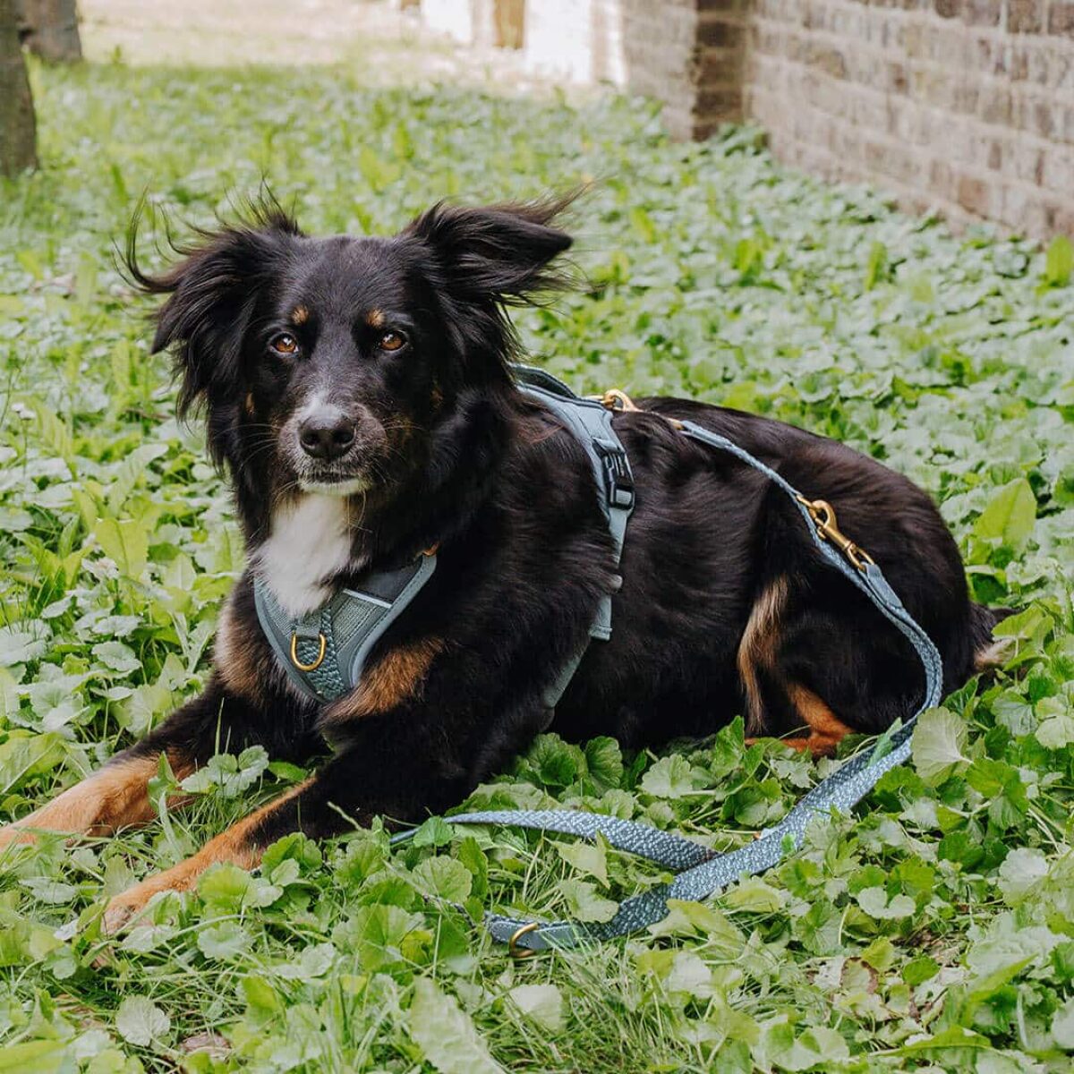 hey-lana-leine-hundegeschirr-anthrazit Premium Führleine - 3-fach verstellbar - 2m - Anthrazit/Blau – Bild 4