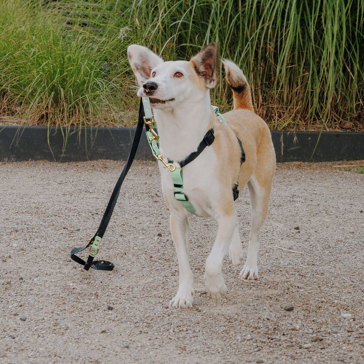 Outdoor Collection - Harness and lead set - Black/Mint - Image 3