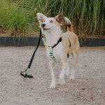 Outdoor Collection - Harness and lead set - Black/Mint - Image 3