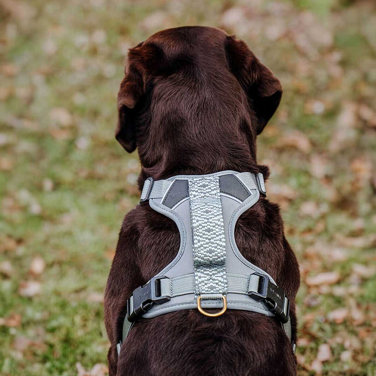 Premium padded dog harness - anthracite/ice blue - Image 7