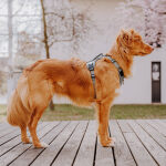 Premium padded dog harness - anthracite/ice blue - Image 4