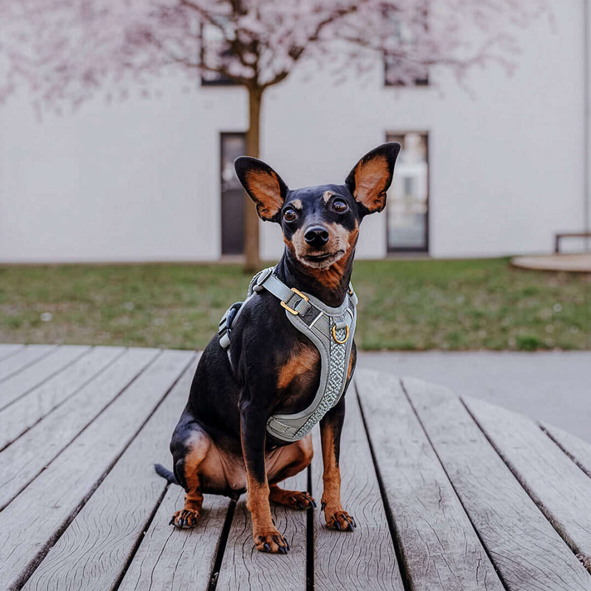 Premium padded dog harness - anthracite/ice blue - Image 6