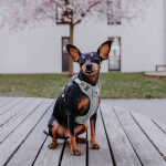 Premium padded dog harness - anthracite/ice blue - Image 6