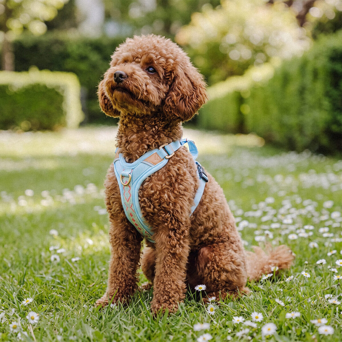 Premium Hundegeschirr Gepolstert - Coral/Blau – Bild 8