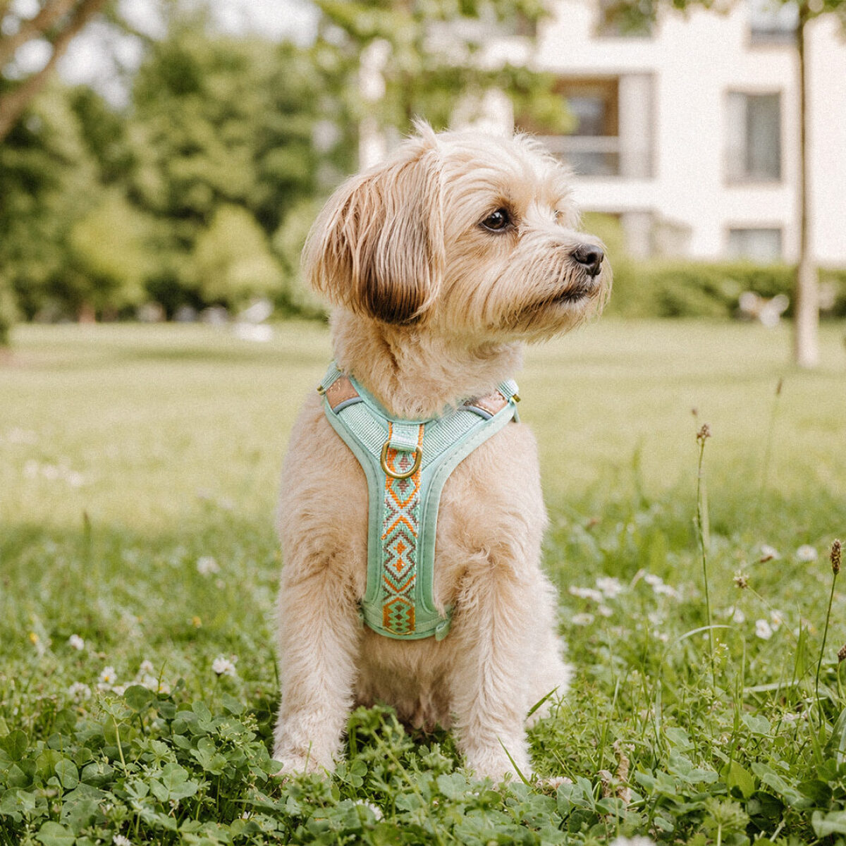 Premium Padded Dog Harness - Mint/Orange - Image 6