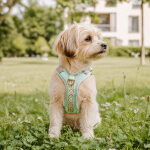 Premium Padded Dog Harness - Mint/Orange - Image 6