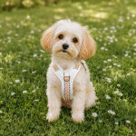 Premium Hundegeschirr Gepolstert - Pink/Beige – Bild 7