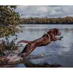 Führgeschirr - Outdoor FLEX - 5-fach verstellbar mit Haltegriff - Mocca/Mousse – Bild 8