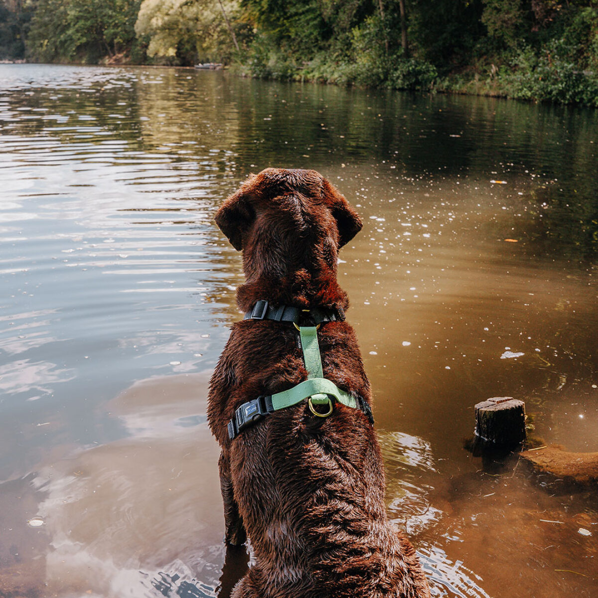 Lead harness - Outdoor FLEX - 5-way adjustable with handle - Black/Mint - Image 8