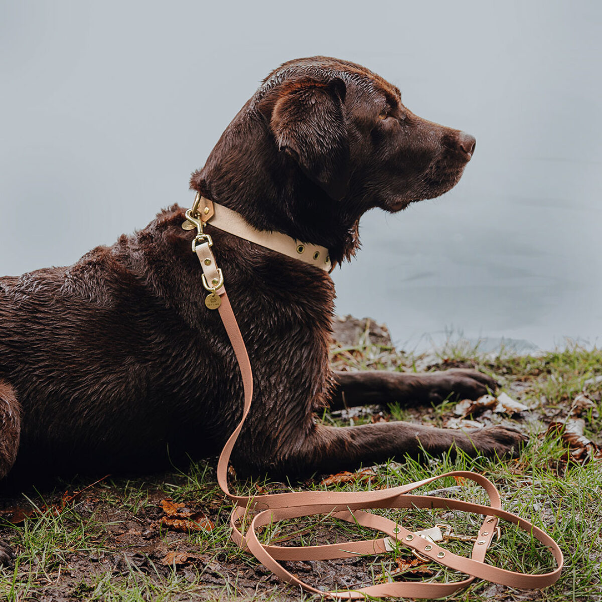 hey-lana-hundehalsband-leine-outdoor-sport-mocca-mousse Dog collar Outdoor FLEX - Waterproof - Mocca/Mousse - Image 3