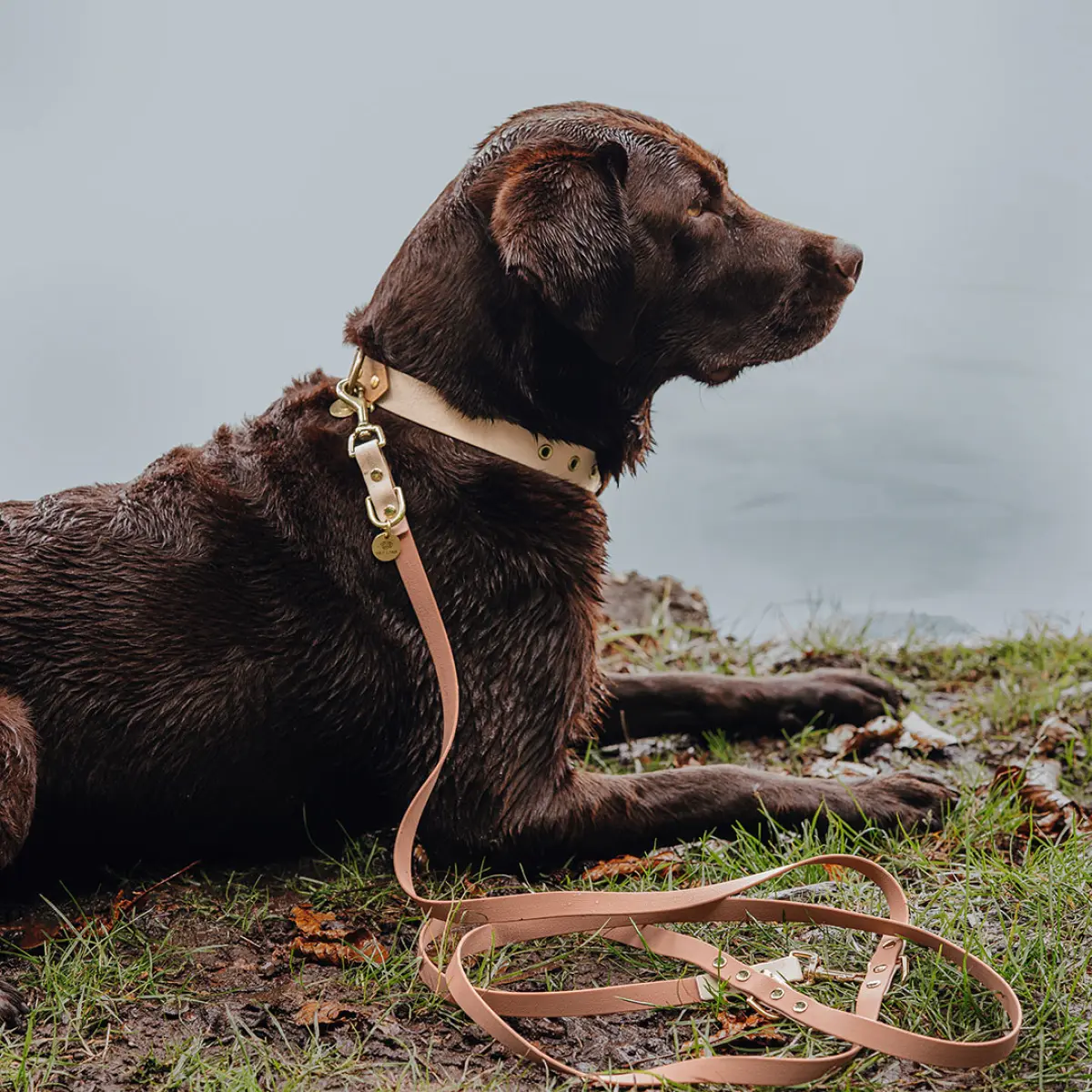 hey-lana-hundehalsband-leine-outdoor-sport-mocca-mousse Hundehalsband Outdoor FLEX - Wasserfest - Mocca/Mousse – Bild 3