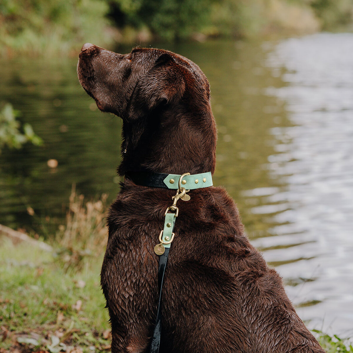hey-lana-hundehalsband-leine-outdoor-wasserfest-schwarz-mint-2 Hundehalsband Outdoor FLEX - Wasserfest - Schwarz/Mint – Bild 3