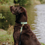 Hundehalsband Outdoor FLEX - Wasserfest - Schwarz/Mint – Bild 3