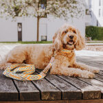 Très chic collection - Dog collar and lead set - Mint/Orange - Image 2