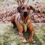 Premium padded dog harness - olive green/neon yellow - Image 5