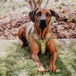 Premium padded dog harness - olive green/neon yellow - Image 5