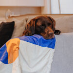 The Cozy Pup - Dog blanket - Image 6