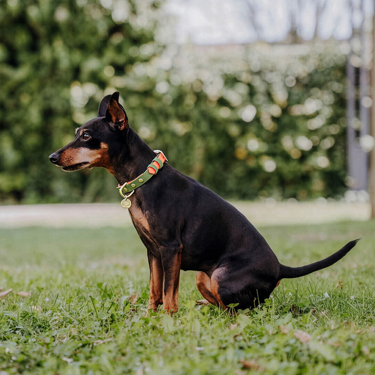 Hundehalsband Outdoor FLEX - Wasserfest - Neonorange/Grün – Bild 6