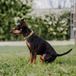 Hundehalsband Outdoor FLEX - Wasserfest - Neonorange/Grün – Bild 6